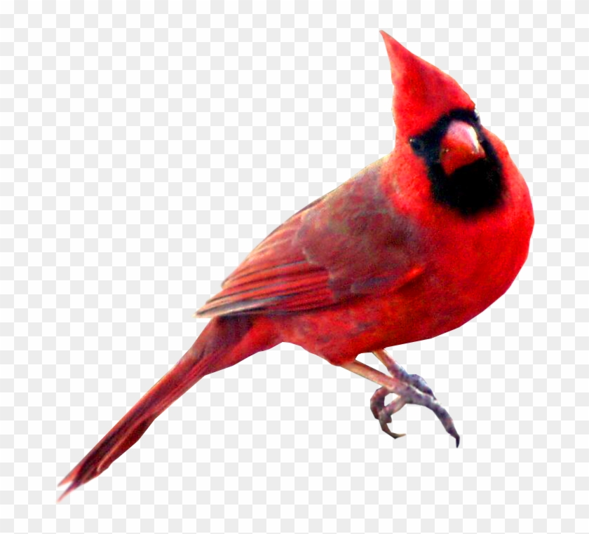 Image Red Carainal Bird - Cardinal Bird Meaning Clipart