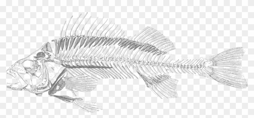 Dead Fish Png - Transparent Fish Skeleton Png Clipart