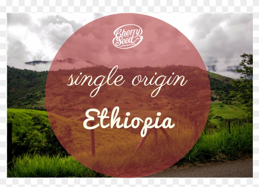 Ethiopia Sidamo - Grass Clipart