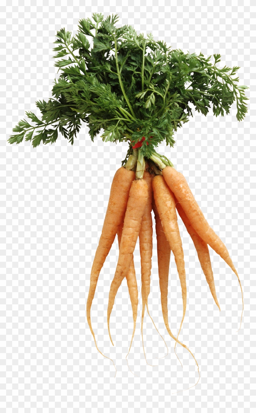 Carrot Png Image - Bunch Of Carrots Transparent Clipart #69832