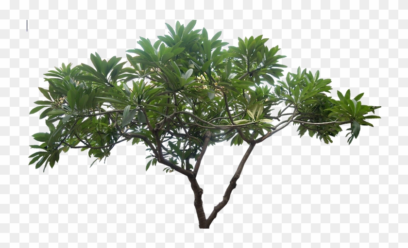 20 Free Tree Png Images Clipart #600300