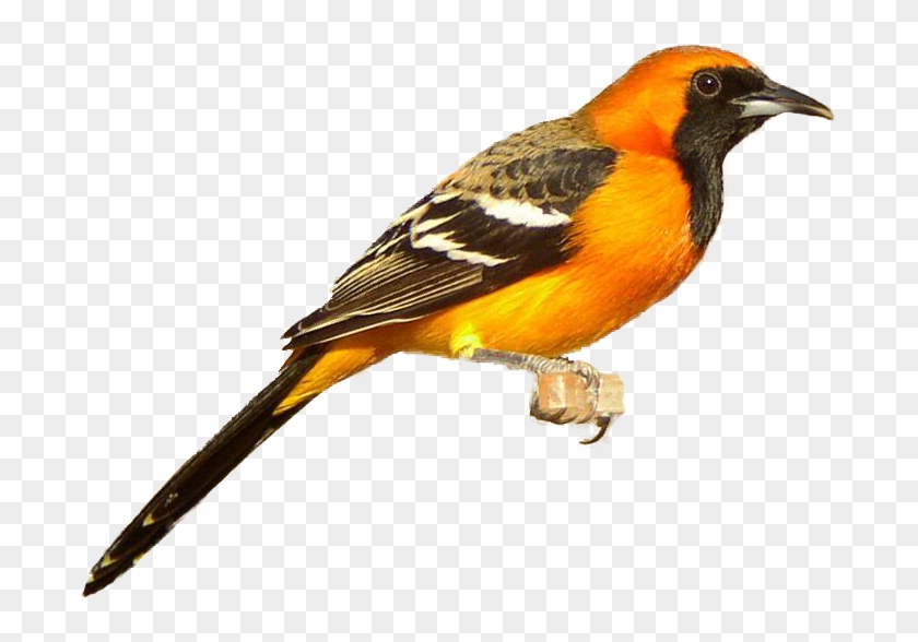 Oriole Clipart - Png Download