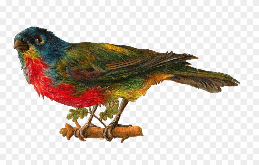 Best Pet Birds Images - Transparent Birds Victorian Clipart #600910
