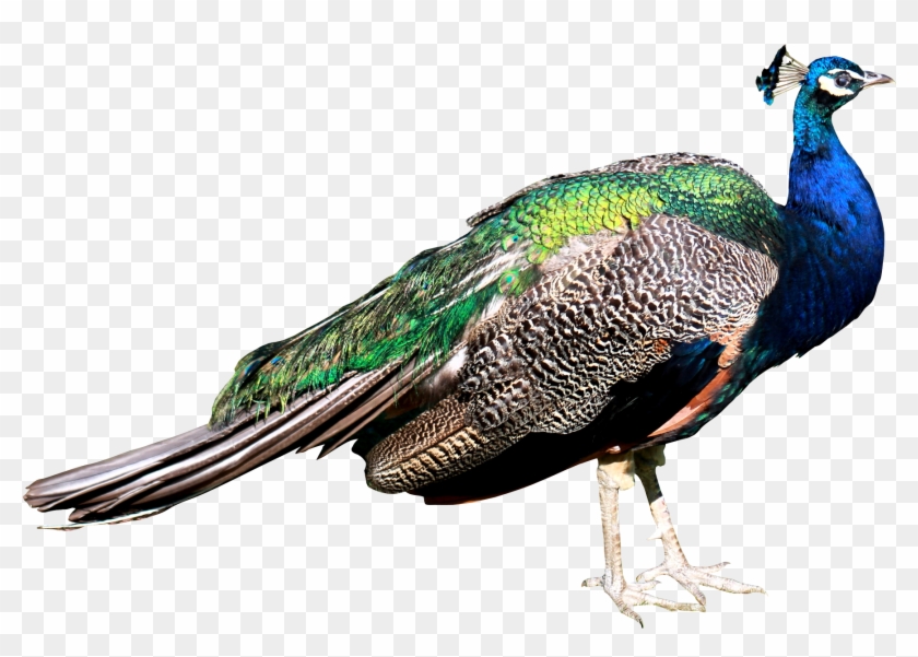 Download Png Image Report - Transparent Peacock Images Png Clipart #601591