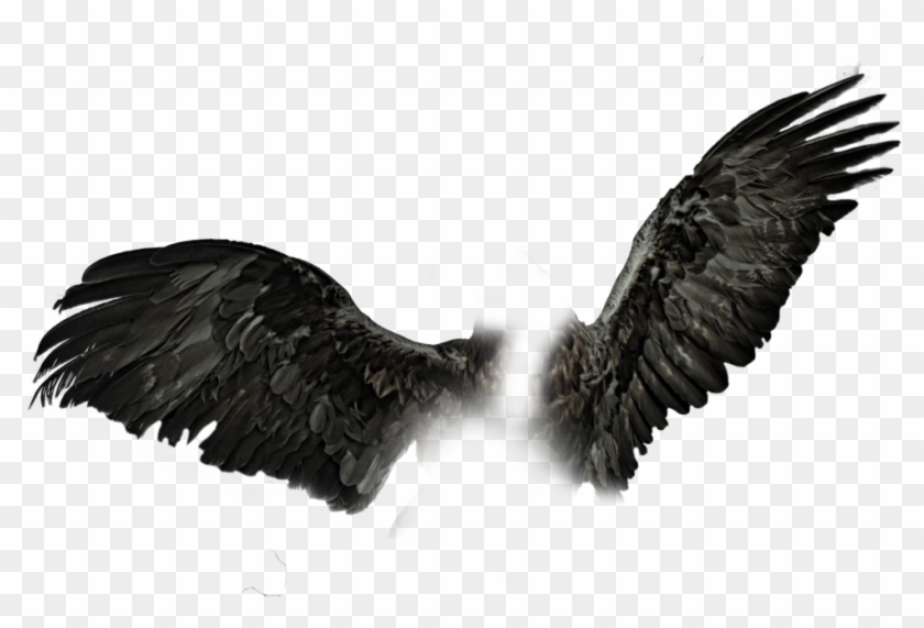 Dark Wings Png Black Wings Pngs Clipart