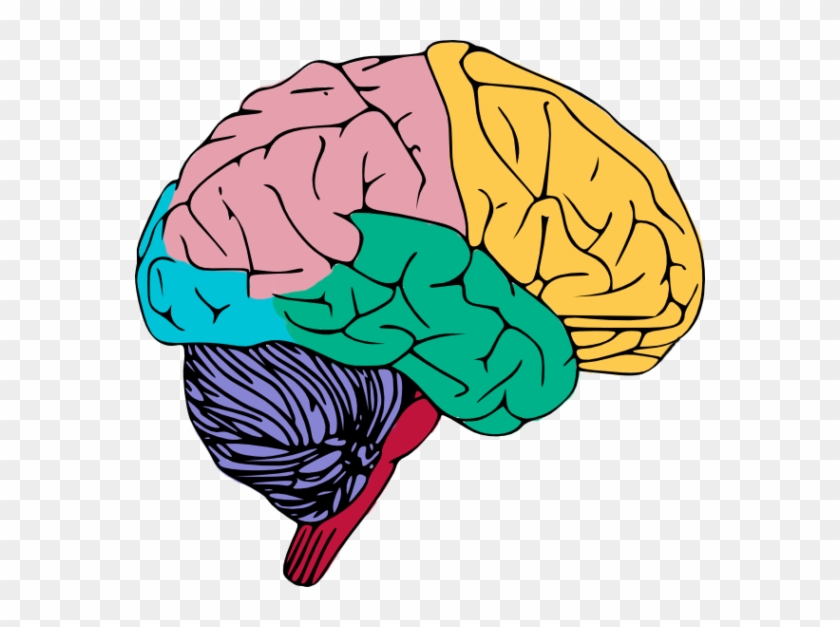 Human Brain Png High-quality Image - Clip Art Of Brain Transparent Png #602192