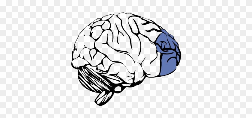 Prefrontal Cortex Of The Brain - Frontal Lobe No Background Clipart