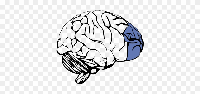 Prefrontal Cortex Of The Brain - Frontal Lobe No Background Clipart #602352