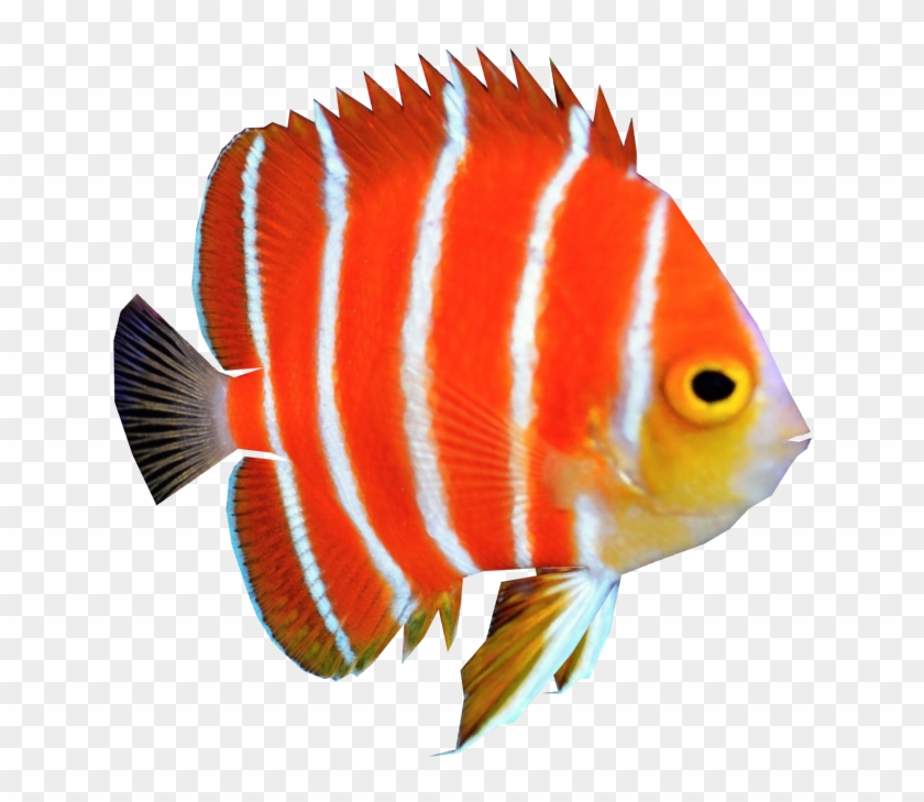 Angelfish Png Clipart #602354