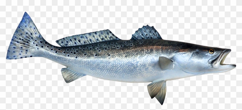 Fish Png Clipart #602485