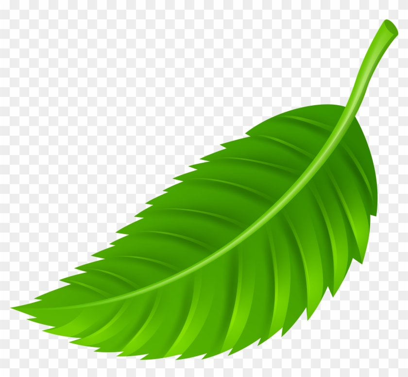 Leaf Png Clip Art Transparent Png