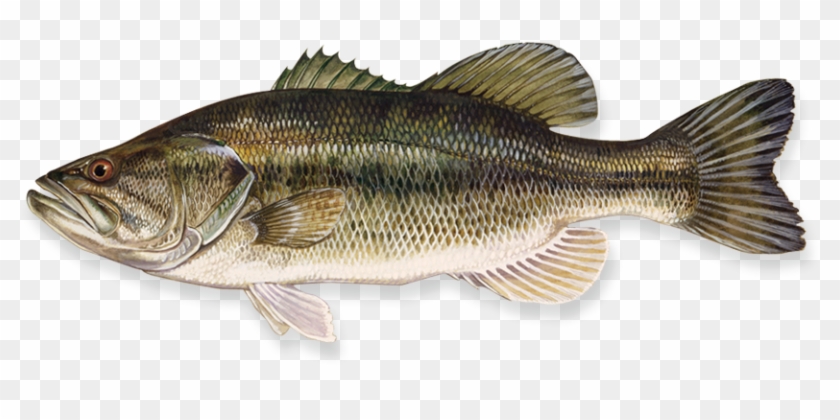 Fish Png - Largemouth Bass Clipart #602611