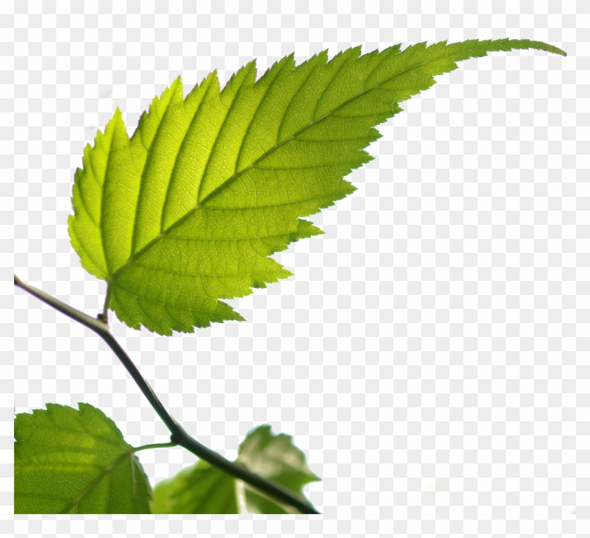Bgtransp L Kerria Japonica Leaf - Ulmus Alata Clipart #602682