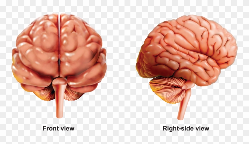 Activities And Answer Keys Ck Foundation For - Macro Photography Clipart