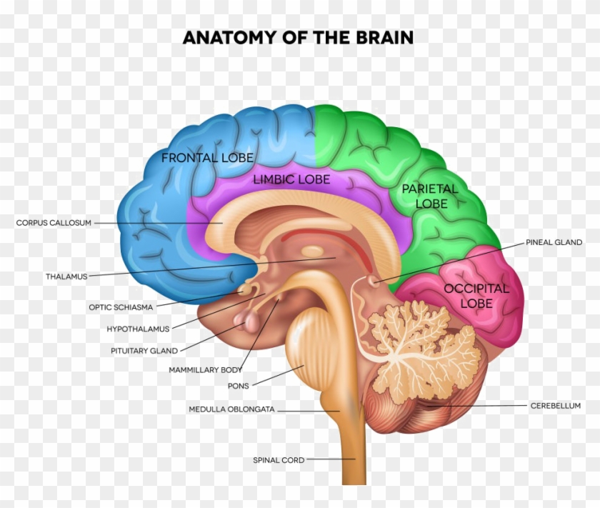 Brain Png Pic - Brain Thalamus Clipart #602776