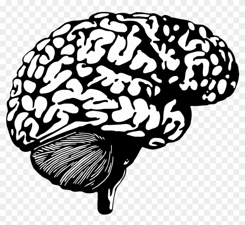 Open - Human Brain Creative Commons Clipart