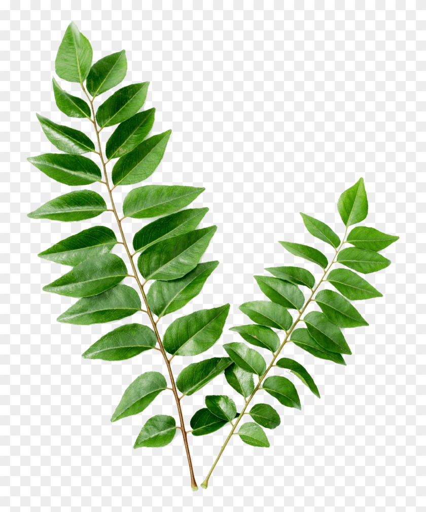 Curry Leaf Png - Curry Leaves Transparent Clipart #602838