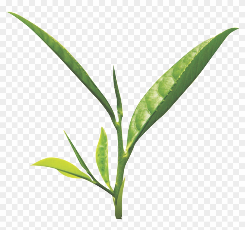 Tea Leaf Png - Green Tea Leaf Png Clipart