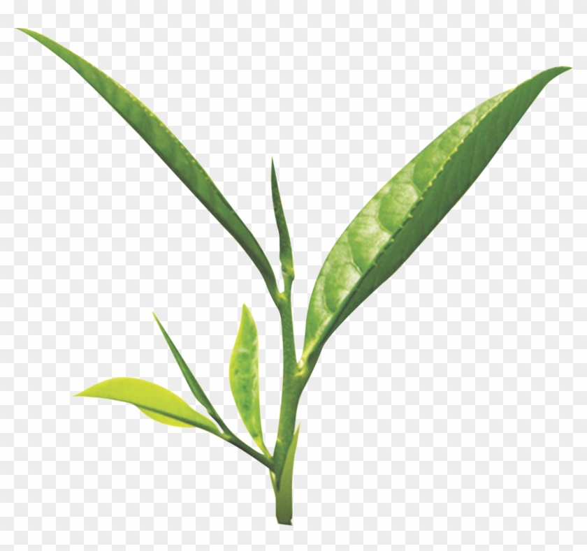 Tea Leaf Png - Green Tea Leaf Png Clipart #602884