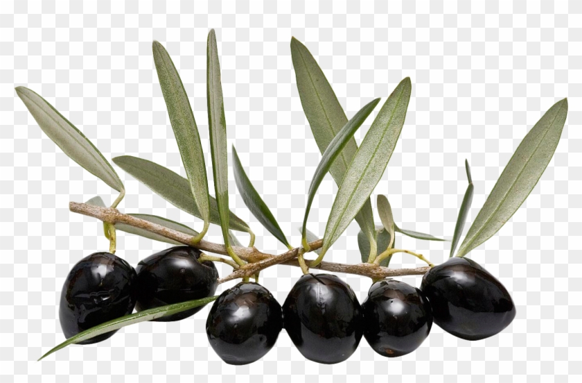 Free Icons Png - Olive Oil Leaves Png Clipart