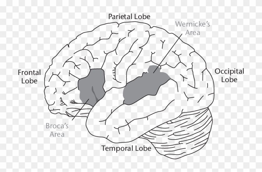 1 Language Areas Of The Human Brain - Line Art Clipart #602974