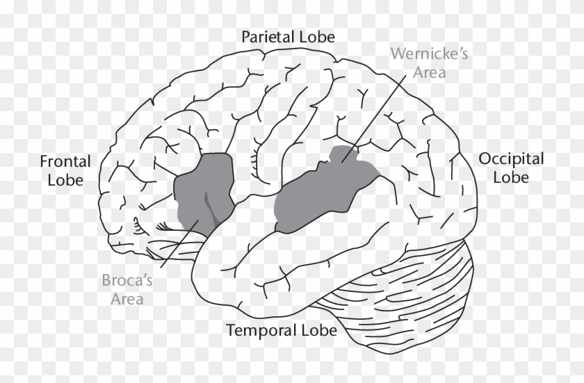 1 Language Areas Of The Human Brain - Line Art Clipart