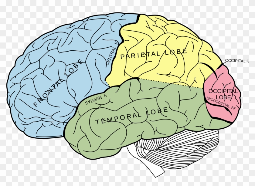 Learn Fascinating Studies About The Brain, Consciousness - Lobes Of The Brain Unlabeled Clipart #602998