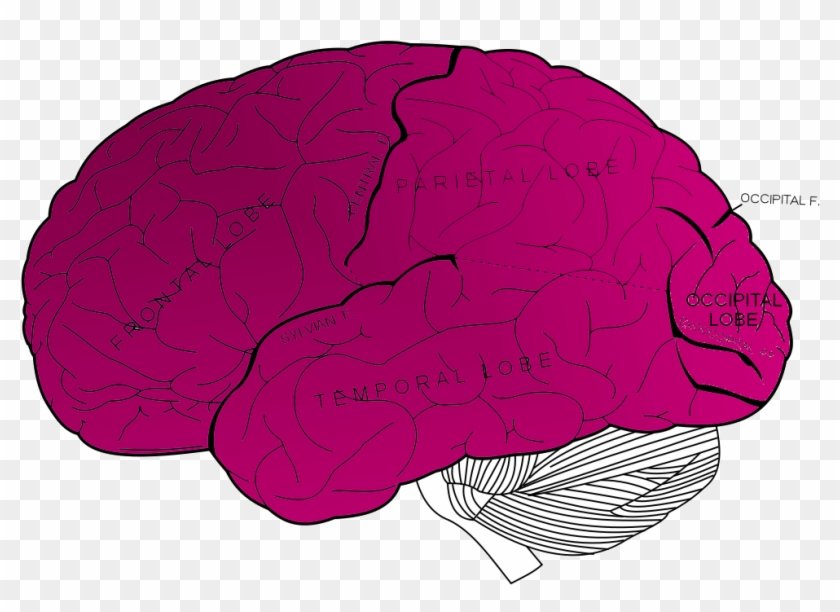 Brain-wide Clipart
