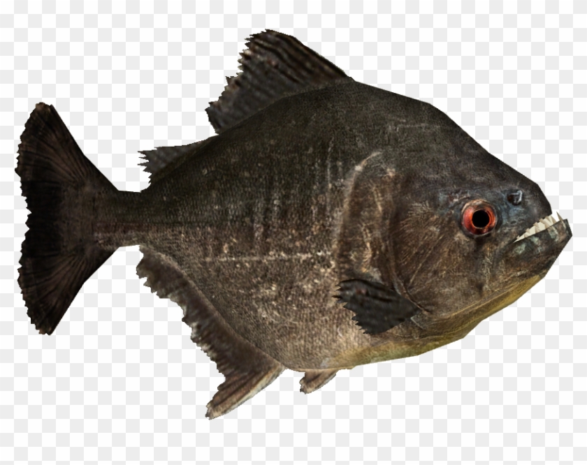 Piranha Png Picture - Piranha Png Clipart