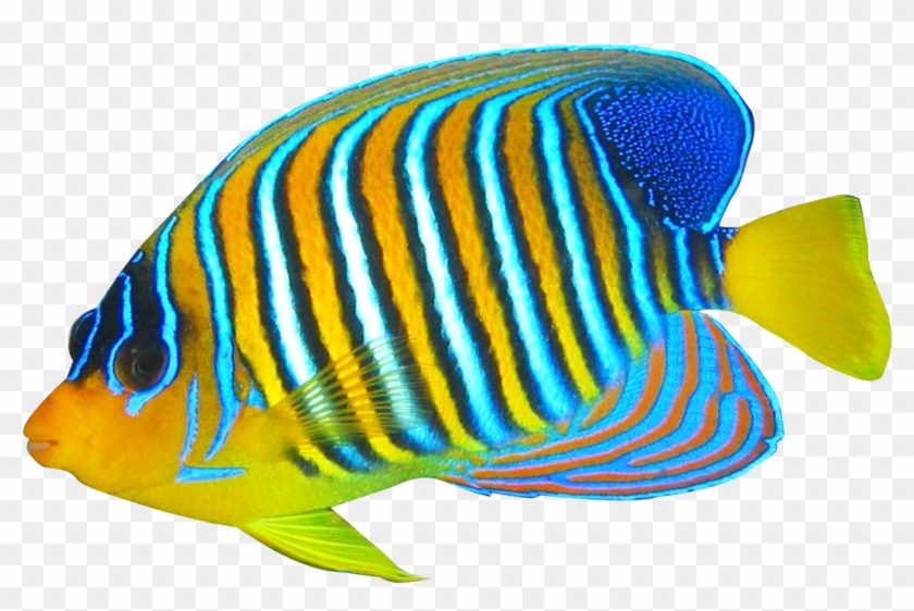 Download Angelfish Png Transparent Image - Coral Reef Fish Png Clipart #603264