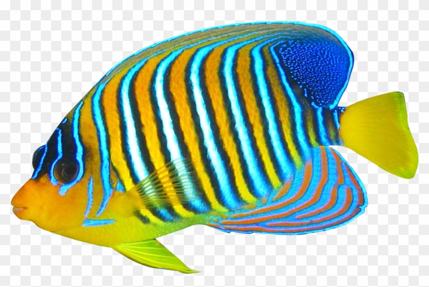 Download Angelfish Png Transparent Image - Coral Reef Fish Png Clipart