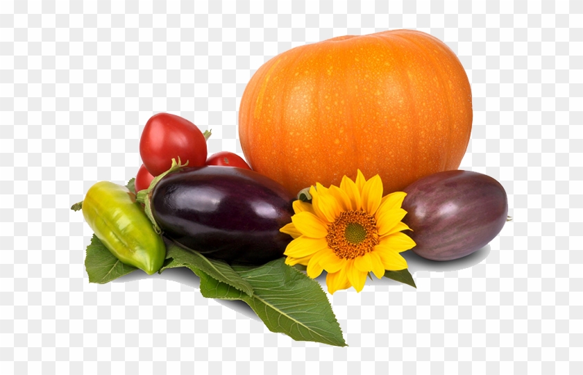 Thanksgiving Pumpkin Png Image - Thanksgiving Pumpkin Png Clipart