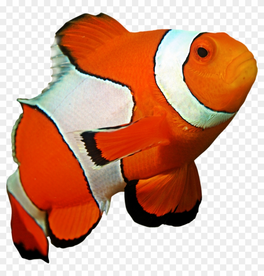 Clown Fish Png - Clownfish Png Clipart #603942