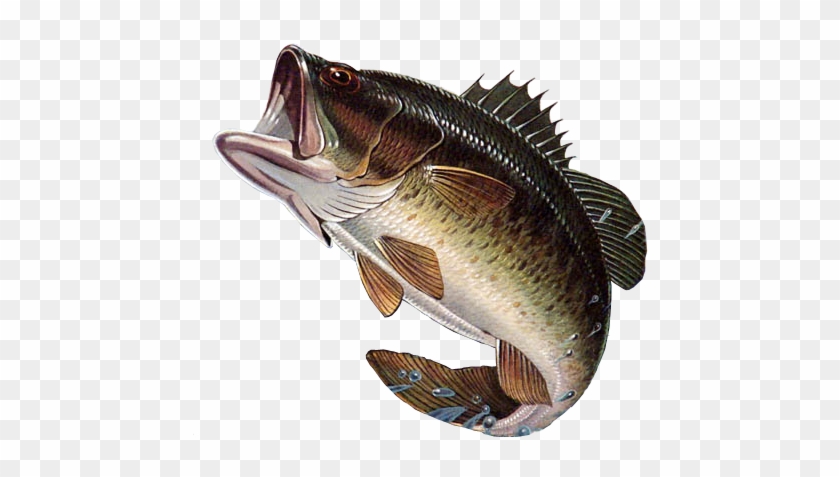 Fishes Of Mississippi - Black Bass Fish Png Clipart