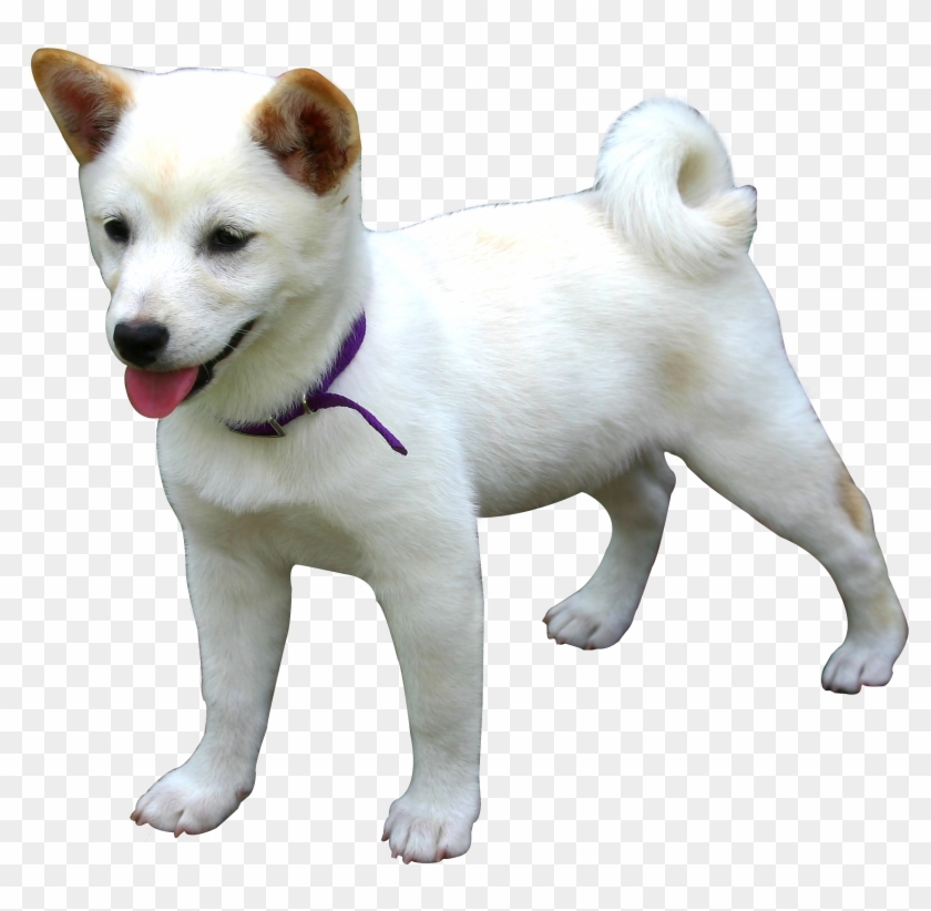 Dog - Png Images Of Dog Clipart