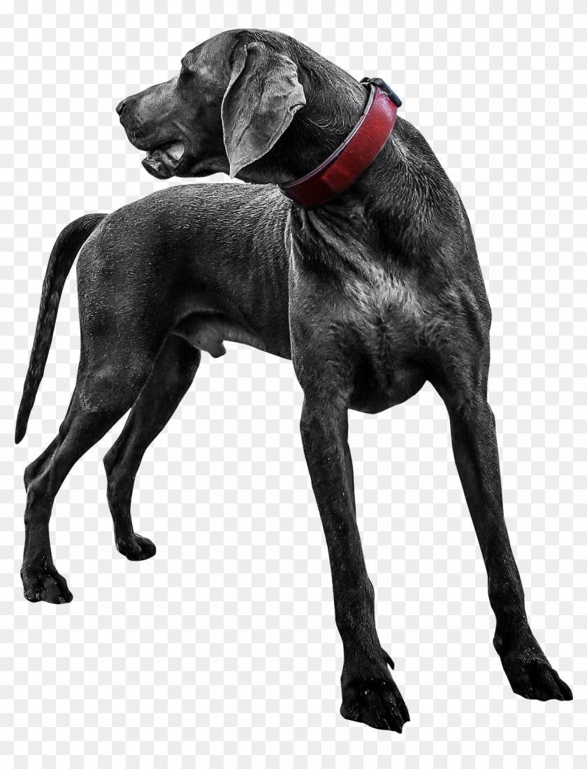 Transparent Black Dog Png Clipart