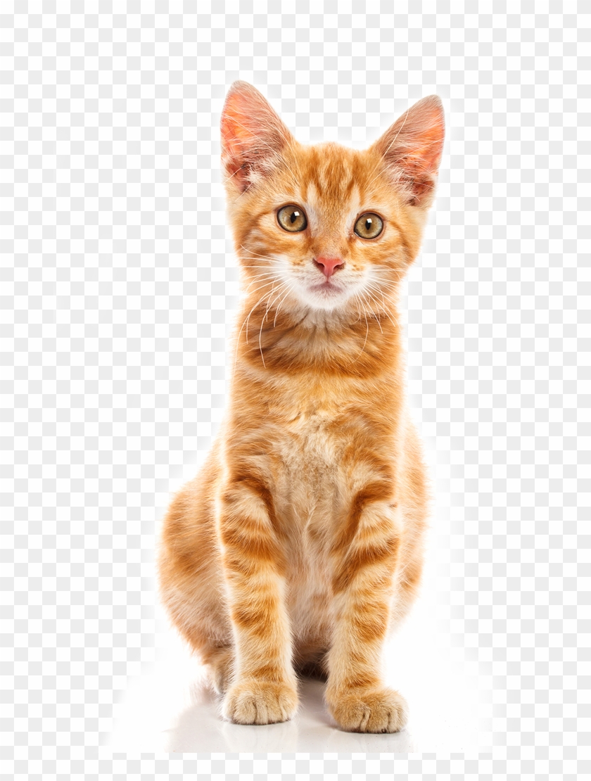 Cute Baby Cat Png - Orange Cat Transparent Background Clipart #606517