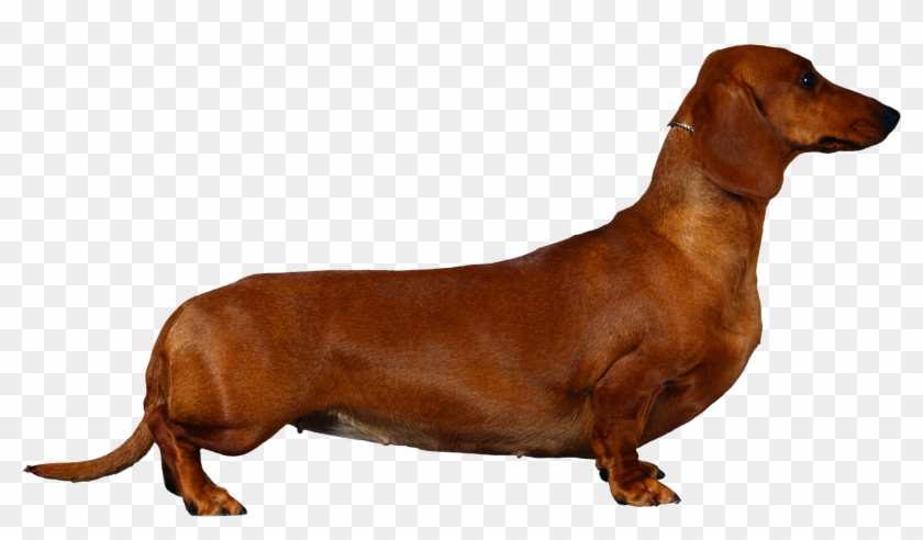 Dogs Walking No Background Clipart