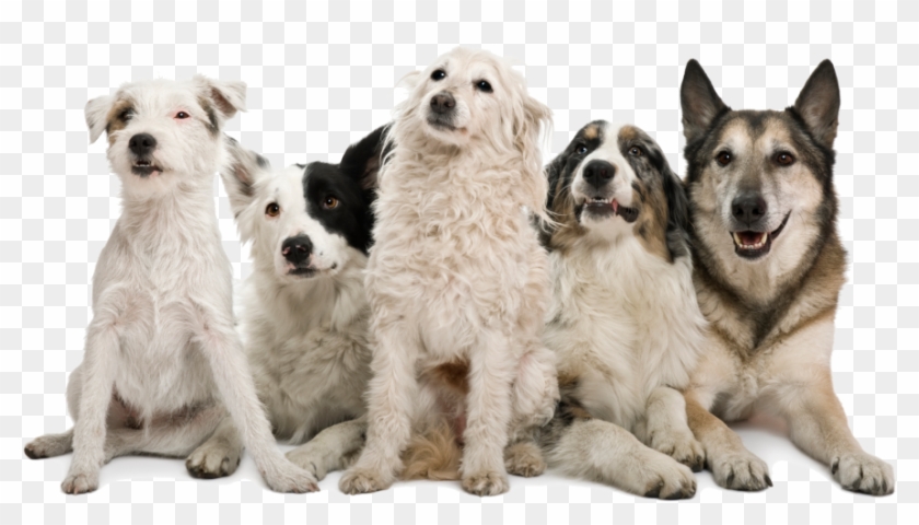 1024 X 583 9 - Pack Of Dogs Png Clipart #607126