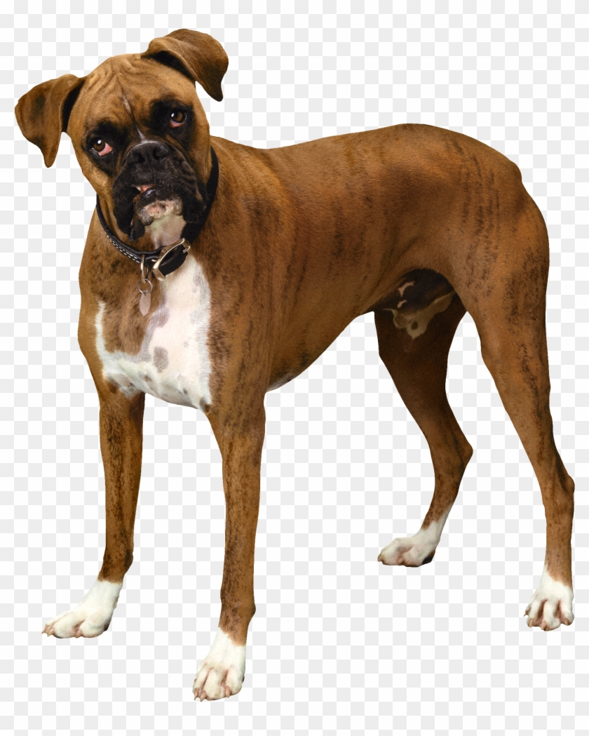 Brown Bulldog Png Clipart - Bull Dog Png Transparent Png #607191