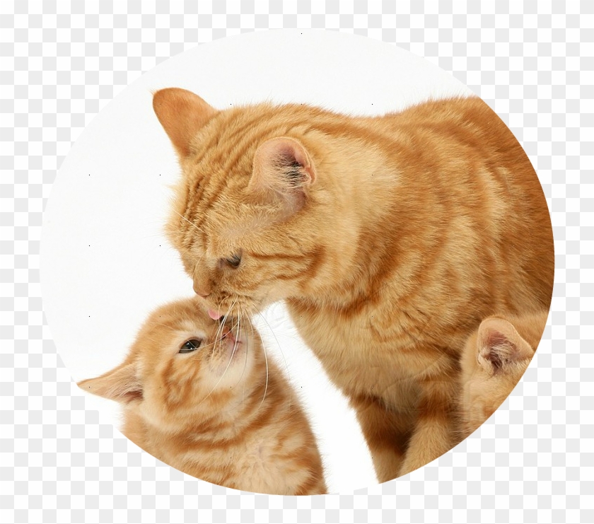 Kitten Ginger Cats Clipart #607405