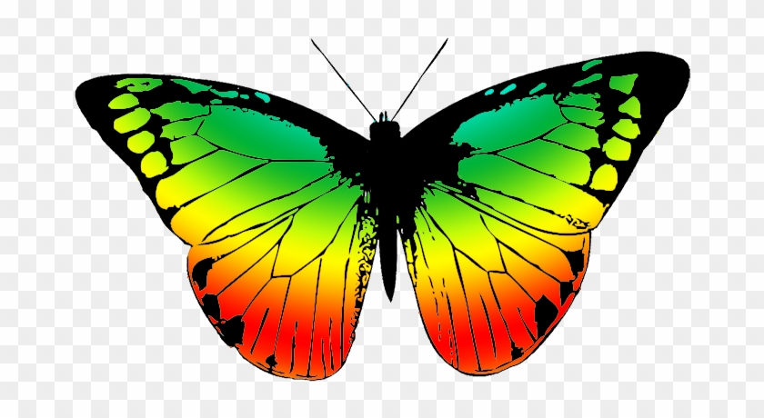 Collection Of Free Drawing Butterflies Download On - Real Beautiful Colorful Butterflies Clipart #607718