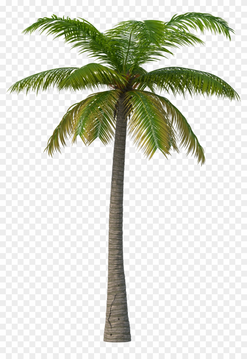 Palm Tree - Transparent Palm Tree Png Clipart