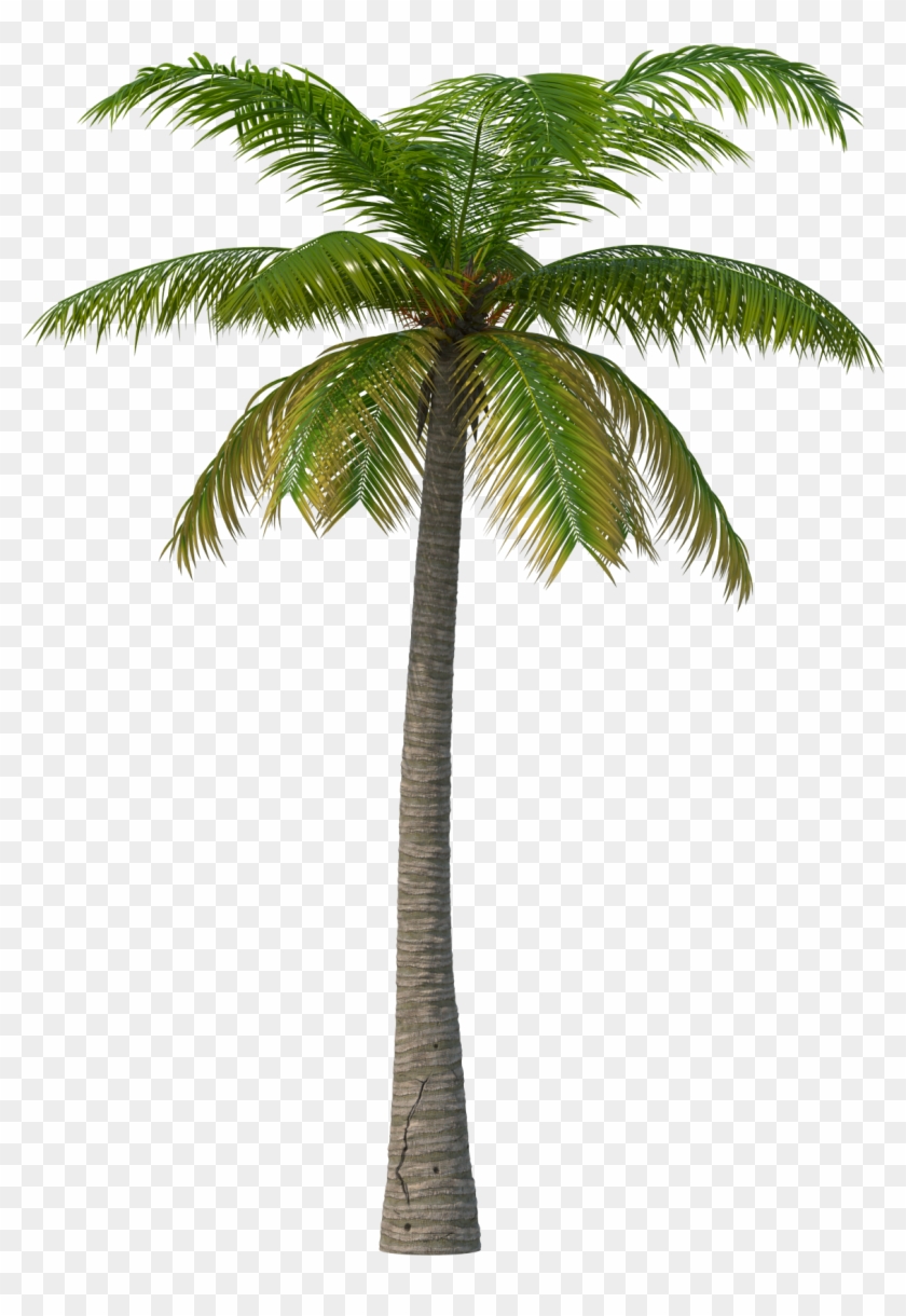 Palm Tree - Transparent Palm Tree Png Clipart #608397