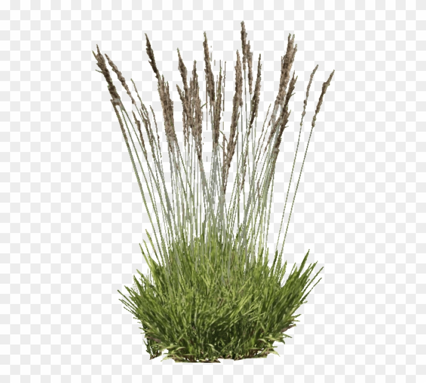 Free Png Download Purple Moor Grass Png Images Background - Grass Clipart