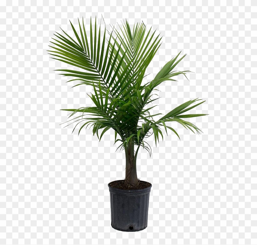 Palm Tree Png Picture - Majesty Palm Clipart