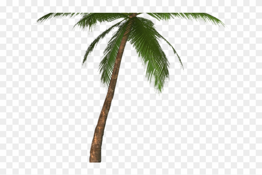 Palm Tree Png Transparent Images - Palm Tree Drawing Transparent Clipart