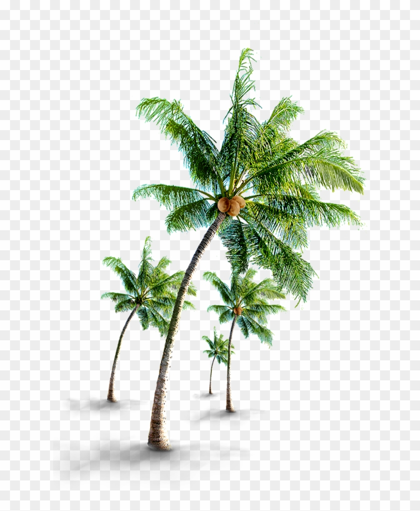 644 X 940 15 - Coconut Clipart