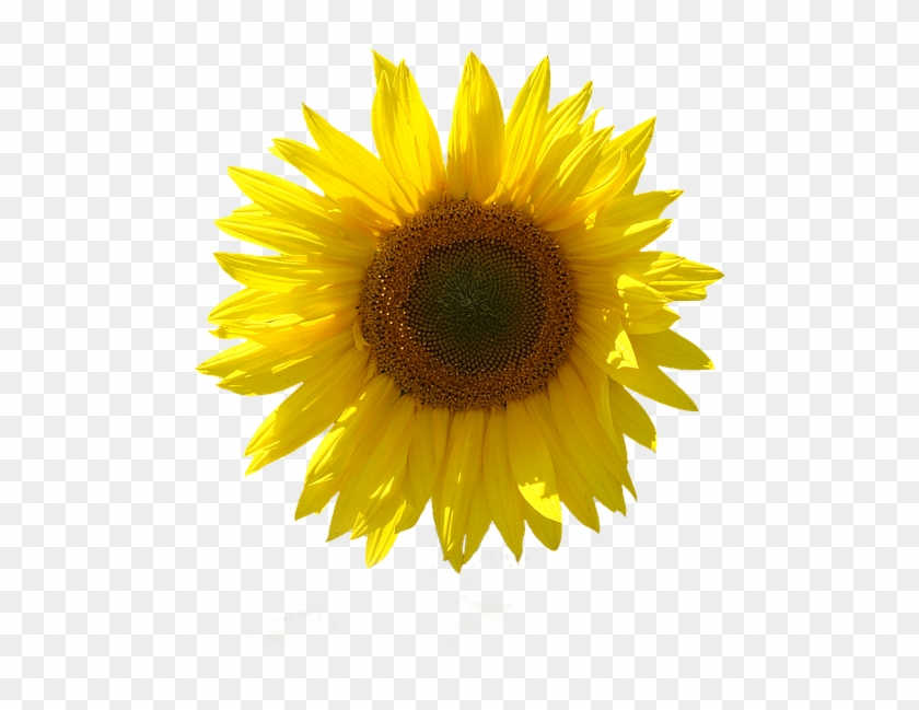 Sunflower, Isolated, Transparent Background, Close - Girasol Con Fondo Transparente Clipart #6002247