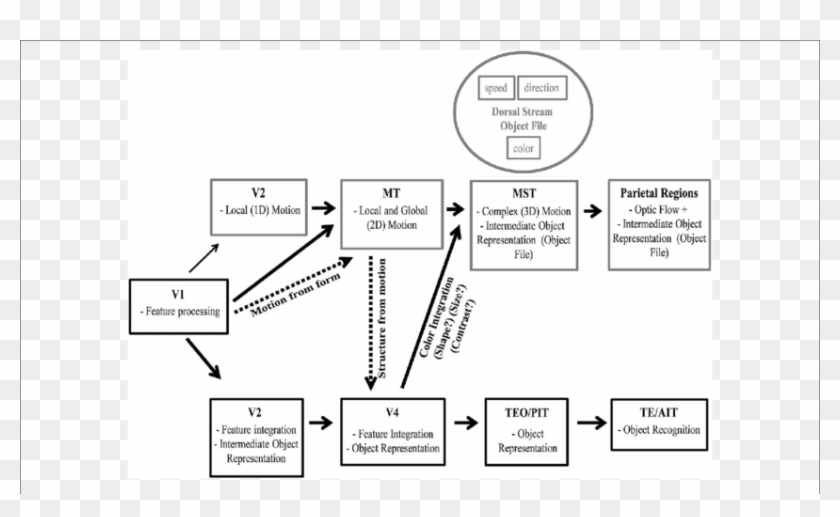Intermediate Object Representation Model - Dorsal Stream Clipart #6005487